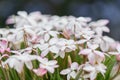 Summerstar Rhodoxis Peppermint, pinkish white flowers